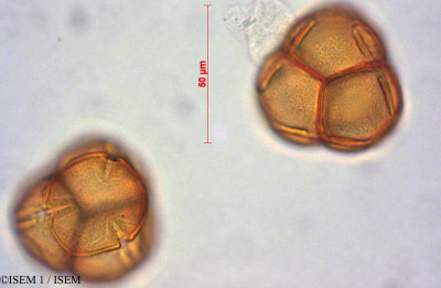 Gaylussacia oleifolia - lame n° 28064